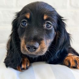 Louis - Black and tan male Dachshund puppy in Auburn, Alabama from Blue Bow Kennels