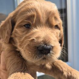Blue - Red  male Goldendoodle puppy in El Paso, Texas from Texas Goldendoodles