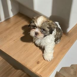 Shih Tzu Puppies from TACG