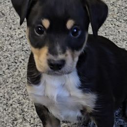 Timmy - Black tan and white male Rat Terrier puppy in Divide, Colorado from Outlaw Farm and Kennel
