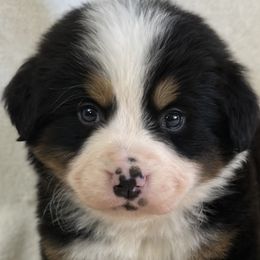 Dancer - Bernese Mountain Dog puppy from N.W. Mountain Retrievers