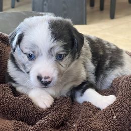 Boy 1-Bugatti - Blue merle male Miniature Australian Shepherd puppy in Norco, California from River Springs Aussies