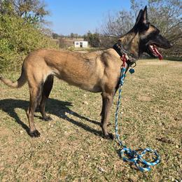 Lucy - Belgian Malinois