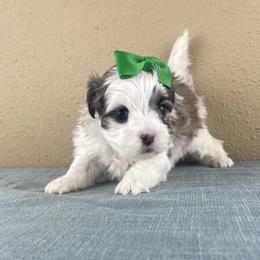 Mr Green Collar - Black and white male Mal-Shi puppy in Poolville, Texas from Tx Pups