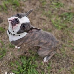 Cinder - Boston Terrier