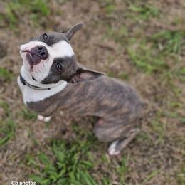 Cinder - Boston Terrier