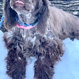 Freya - English Springer Spaniel