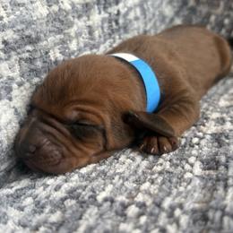 Hank - Red male Redbone Coonhound puppy in Mount Pleasant, Texas from Harmons Hounds