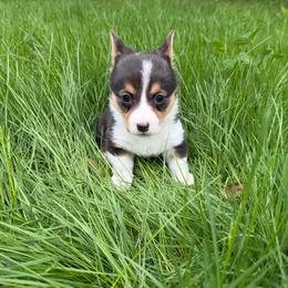 Female 1 - Black and tan female Pembroke Welsh Corgi puppy in Thornton, New Hampshire from Dinger’s Dogs