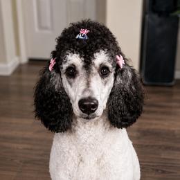Poodles from KD's Luxury Nursery
