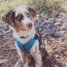 Australian Shepherds from Sedona Trail Aussies