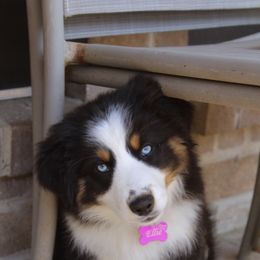 Australian Shepherd Puppies from Faith Valley Australian Shepherds