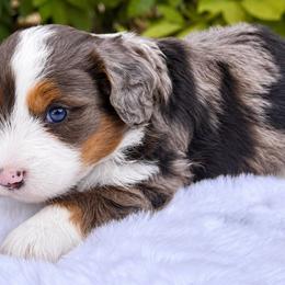 Cooper - Blue merle male Bernedoodle puppy in Vacaville, California from Starlight Goldendoodles