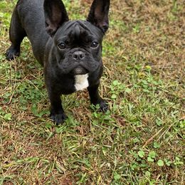 French Bulldog puppies from Tara's Frenchies