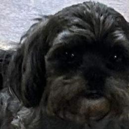 Shihpoos, Shih Tzus, and Yorkshire Terriers from The Dog House