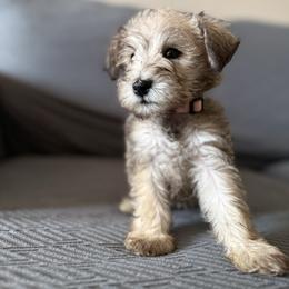Kitty - White female Miniature Schnauzer puppy in La Mirada, California from SchnauzersRus
