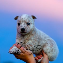 Miami - Red mottled female Australian Cattle Dog puppy in Fairview, Oklahoma from Flying D Kennels