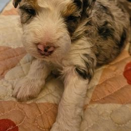 Butterfinger - Merle female Bernedoodle puppy in Lancaster, Pennsylvania from NLB Mini Bernedoodles