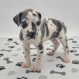 Meadow Blue Harlequin - Harlequin female Great Dane puppy in Kannapolis, North Carolina from Carolina Great Danes & Toy Poodles