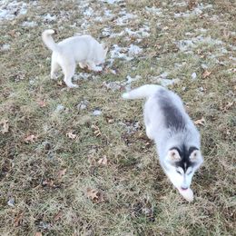 Siberian Husky Puppies from Spirit of the Moon Siberians