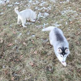 Siberian Husky Puppies from Spirit of the Moon Siberians