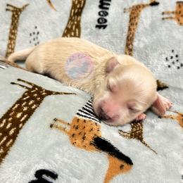 Dachshund Puppies from L&L 4D Dancer’s Dachshunds