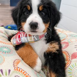 Bernedoodle and Bernese Mountain Dog Puppies from MI Doodles