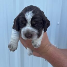 Pink - Liver white and roan female English Springer Spaniel puppy in Lincoln, Texas from LeeCo. Springers