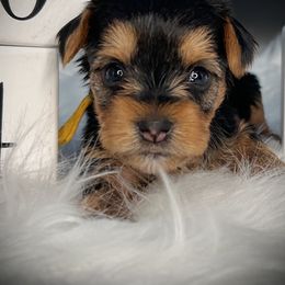 Girl 5.. yellow - Black and tan female Yorkshire Terrier puppy in Machesney Park, Illinois from 3 Yorkie Family