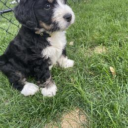 Bernedoodle Puppies from Big Sky Bernedoodles and Poodles