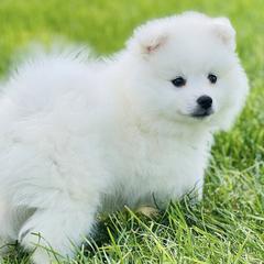 American Eskimo Dogs from Brookside Eskies