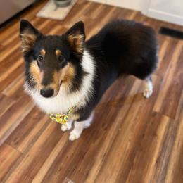Reese - Collie