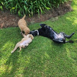 Goldendoodle Puppies from Lucky's Doodlez