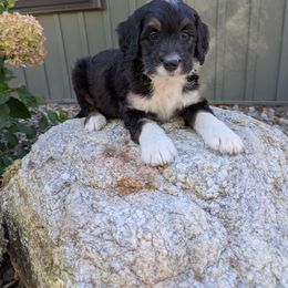 Dixie - Tri-color female Bernedoodle puppy in Beach City, Ohio from Blue Cloud Doodles