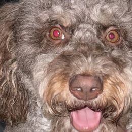 Aussiedoodles, Bernedoodles, Goldendoodles, and Poodles from Vallevistadoodles