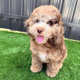 Winnie - Merle male Goldendoodle puppy in Miami, Florida from Haus of Pawz