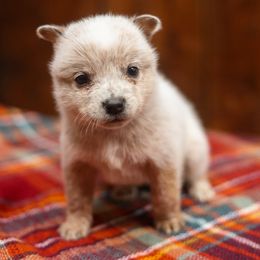 Tundra - Red speckled female Australian Cattle Dog puppy in Gatlinburg, Tennessee from Greenbrier