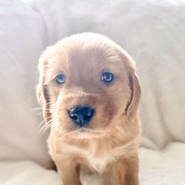 Companion Cross Puppies from Happy Tails Mini Goldens
