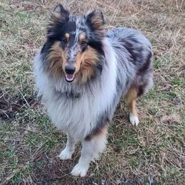 Patrick - Collie