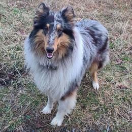 Patrick - Collie