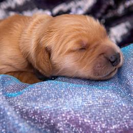 Golden Retriever Puppies from Earley Goldens