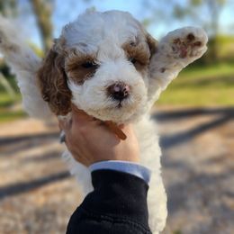 Dottie - Parti female Goldendoodle puppy in Forest, Ohio from Mini Doodle Buddies