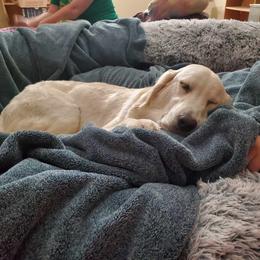 Golden Retriever Puppies from Danielle Kemper