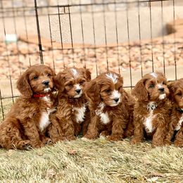 Cavapoo Puppies from Cedar Sprout Puppies