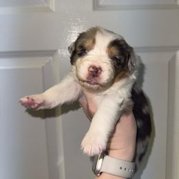 Farfalle - Red merle female Australian Shepherd puppy in Anniston, Alabama from All Hale Aussies