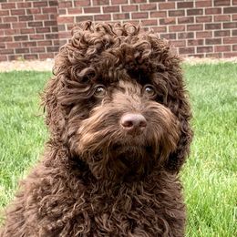 Margo - Cockapoo