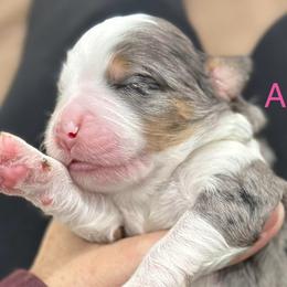Audi - Blue merle female Bernedoodle puppy in El Campo, Texas from Little Fur Friends Bernedoodles