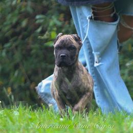 Dante - Black brindle male Cane Corso puppy in Cable, Ohio from Americana Cane Corso