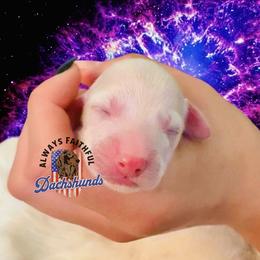 Nova - Cream female Dachshund puppy in Waverly, Ohio from Always Faithful Dachshunds