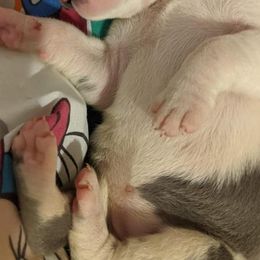 Great Danes from Heart 2 Heart Great Danes